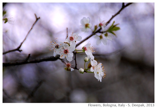 Pink & white flowers, Bologna, Italy - Images by Sunil Deepak, 2013