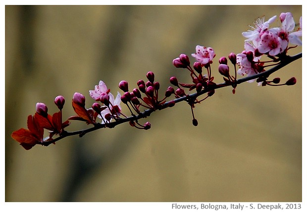 Pink & white flowers, Bologna, Italy - Images by Sunil Deepak, 2013