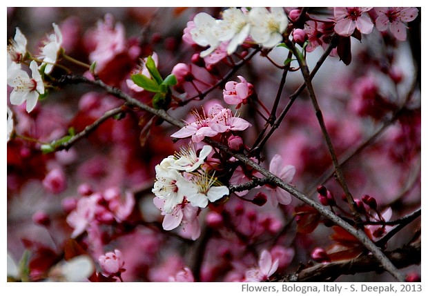 Pink & white flowers, Bologna, Italy - Images by Sunil Deepak, 2013