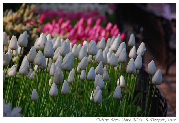 Pink and white tulips, New York - S. Deepak, 2012