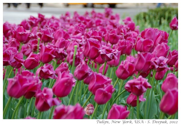 Pink and white tulips, New York - S. Deepak, 2012