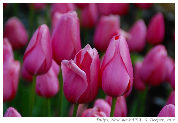 Pink and white tulips, New York - S. Deepak, 2012