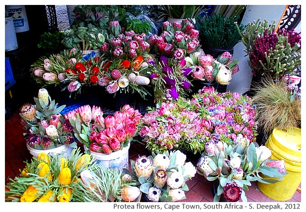 Pink protea, flower market, Cape Town, South Africa - S. Deepak, 2012