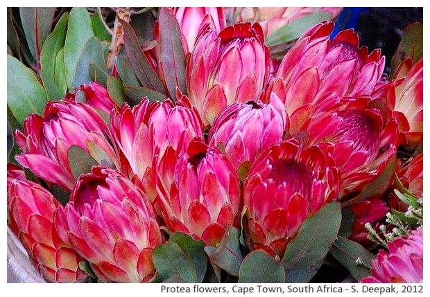 Pink protea, flower market, Cape Town, South Africa - S. Deepak, 2012