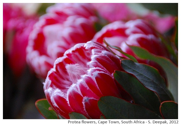 Pink protea, flower market, Cape Town, South Africa - S. Deepak, 2012