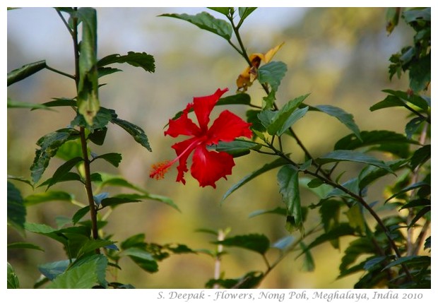 Flowers, Non Poh, Meghalaya, India