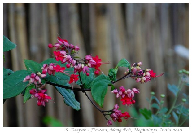 Flowers, Non Poh, Meghalaya, India