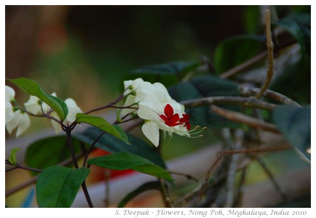 Flowers, Non Poh, Meghalaya, India