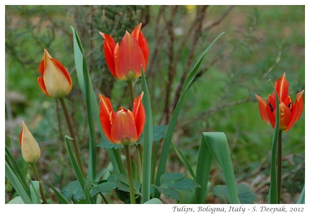 red tulip flowers, Bologna, Italy - S. Deepak, 2012