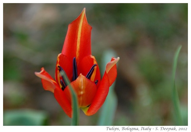 red tulip flowers, Bologna, Italy - S. Deepak, 2012