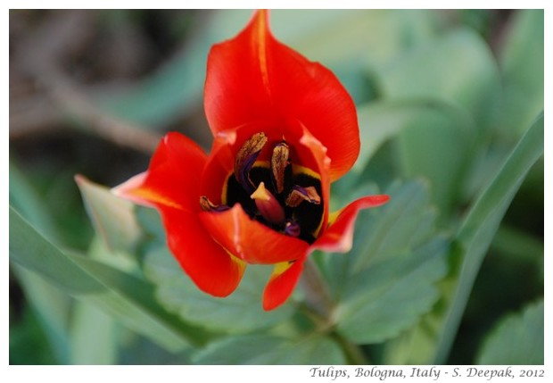 red tulip flowers, Bologna, Italy - S. Deepak, 2012