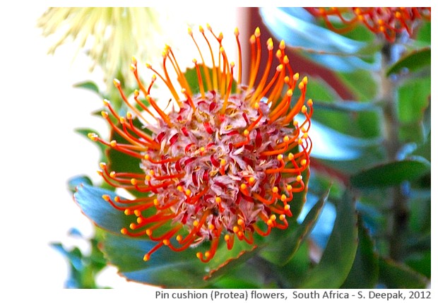 Pin cushion protea flowers, Kristenbosch, S. Africa - S. Deepak, 2012