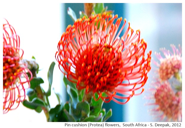 Pin cushion protea flowers, Kristenbosch, S. Africa - S. Deepak, 2012