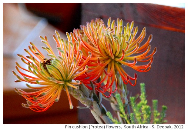 Pin cushion protea flowers, Kristenbosch, S. Africa - S. Deepak, 2012