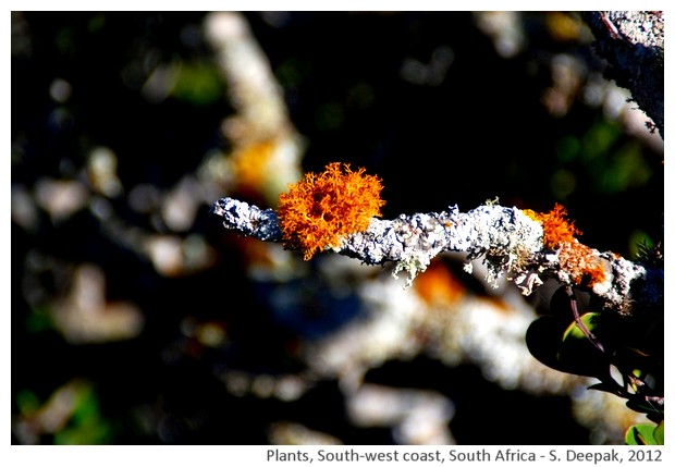 Wild plants, south africa - S. Deepak, 2012