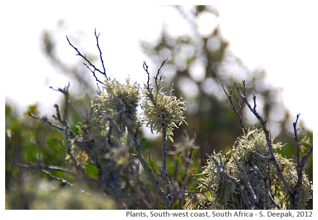 Wild plants, south africa - S. Deepak, 2012