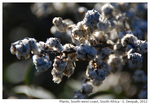 Wild plants, south africa - S. Deepak, 2012