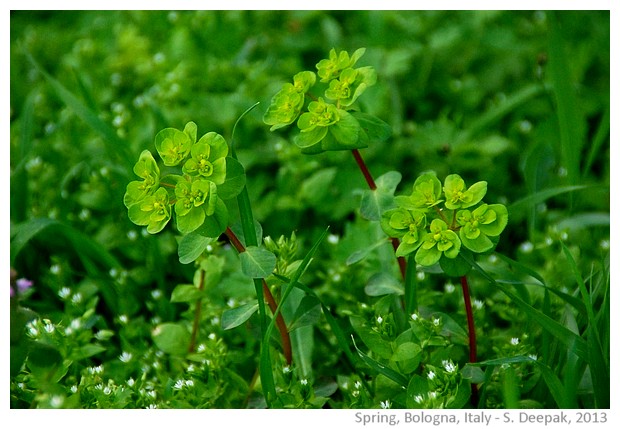 Spring greenery, Bologna, Italy - images by Sunil Deepak, 2013