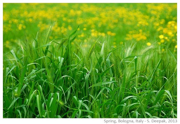 Spring greenery, Bologna, Italy - images by Sunil Deepak, 2013