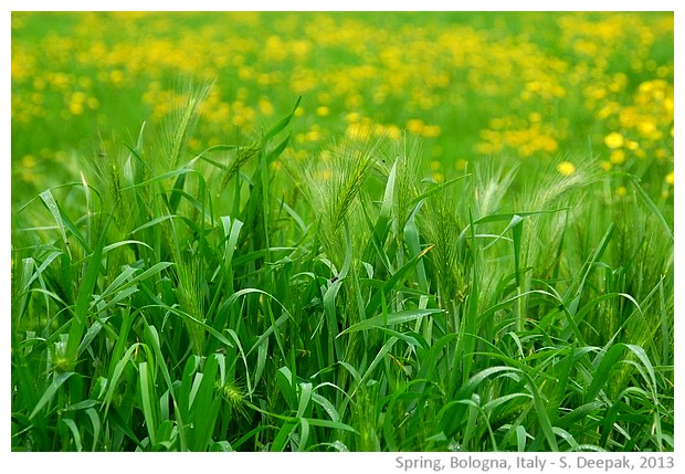Spring greenery, Bologna, Italy - images by Sunil Deepak, 2013