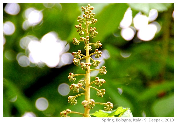 Spring greenery, Bologna, Italy - images by Sunil Deepak, 2013