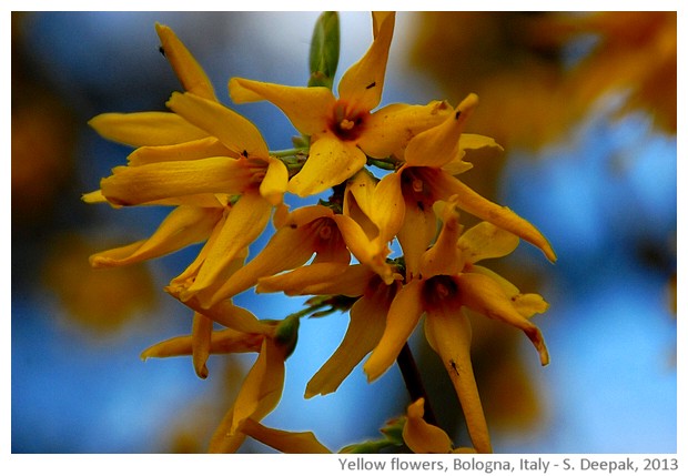 Yellow flowers, Bologna, Italy - S. Deepak, 2013