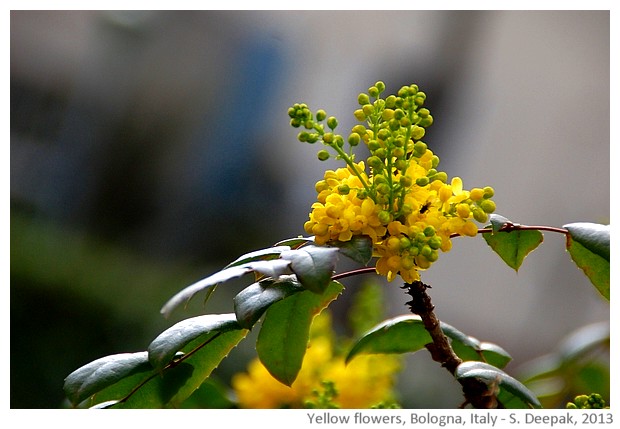 Yellow flowers, Bologna, Italy - S. Deepak, 2013