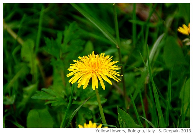 Yellow flowers, Bologna, Italy - S. Deepak, 2013