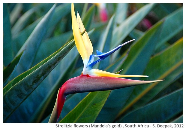 Strelitzia flowers, South Africa - S. Deepak, 2012