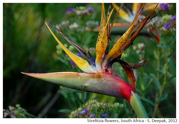 Strelitzia flowers, South Africa - S. Deepak, 2012