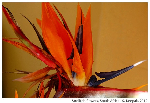 Strelitzia flowers, South Africa - S. Deepak, 2012