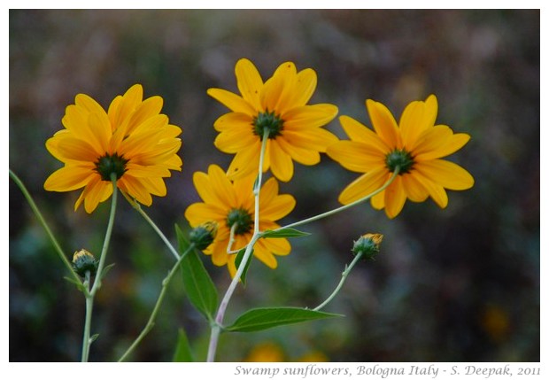 Swamp sunflowers, Bologna - S. Deepak, 2011