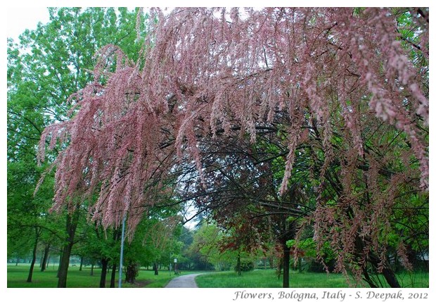 Pink flowers, Bologna, Italy - S. Deepak, 2012