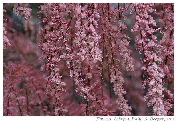 Pink flowers, Bologna, Italy - S. Deepak, 2012