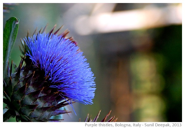 Purple thistle, Bologna, Italy - images by Sunil Deepak, 2013