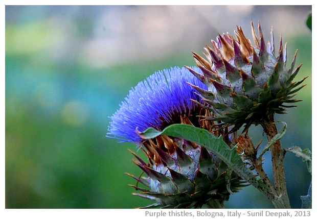 Purple thistle, Bologna, Italy - images by Sunil Deepak, 2013