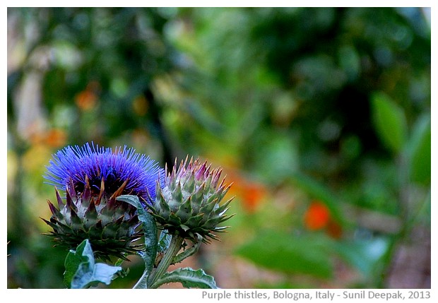 Purple thistle, Bologna, Italy - images by Sunil Deepak, 2013