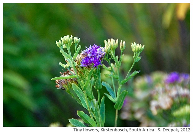 Flowers, Kirstenbosch, South Africa - S. Deepak, 2012