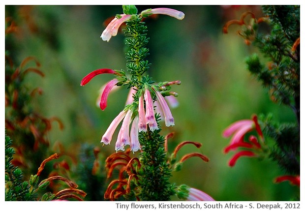 Flowers, Kirstenbosch, South Africa - S. Deepak, 2012