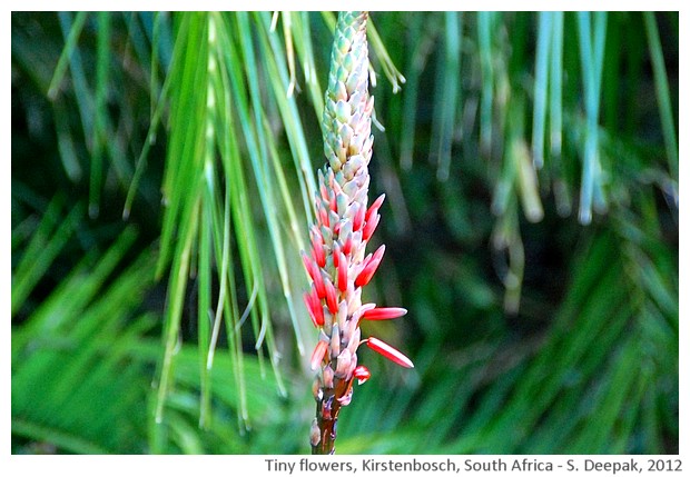 Flowers, Kirstenbosch, South Africa - S. Deepak, 2012