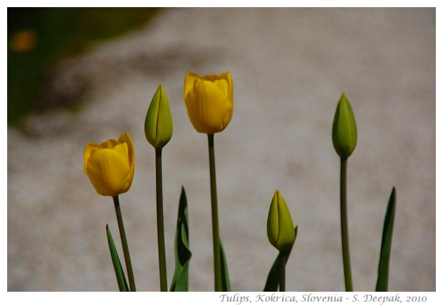 Orange tulips, Vienna - images by S. Deepak