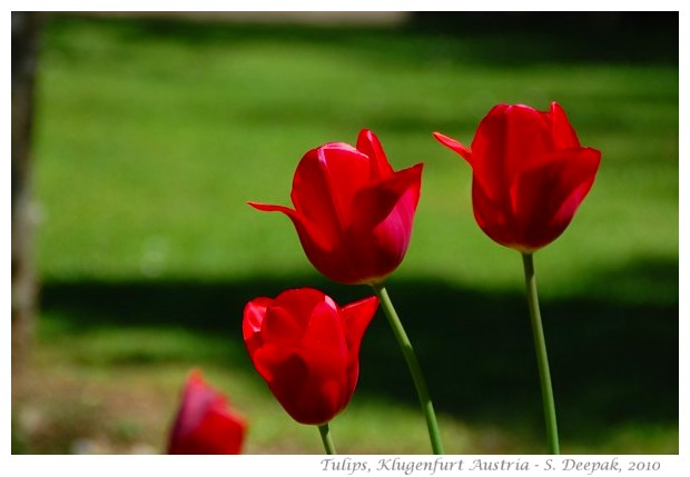 Red tulips, Klugenfurt - images by S. Deepak