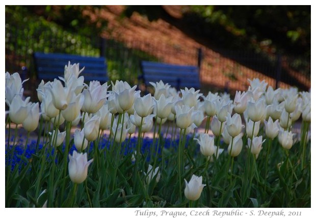 White tulips, Prague - images by S. Deepak