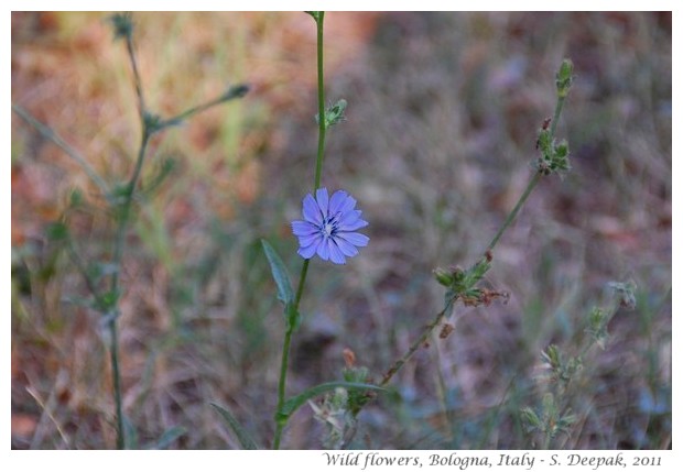 Flowers along Ghisigliera canal, Bologna, Italy - S. Deepak, 2011