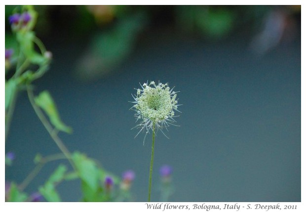 Flowers along Ghisigliera canal, Bologna, Italy - S. Deepak, 2011