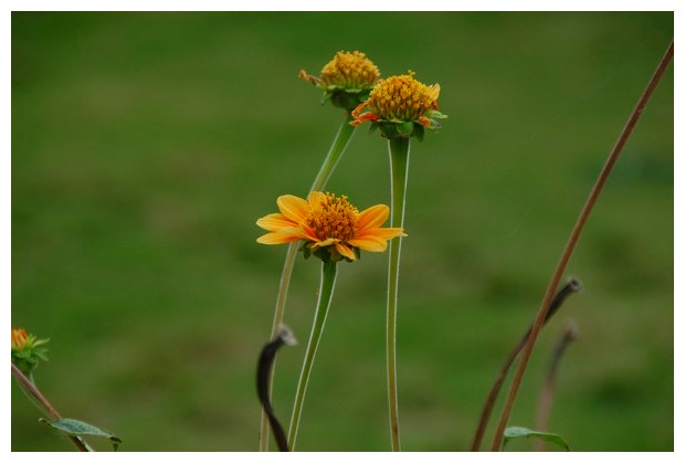 Daisy flowers, Karnataka India