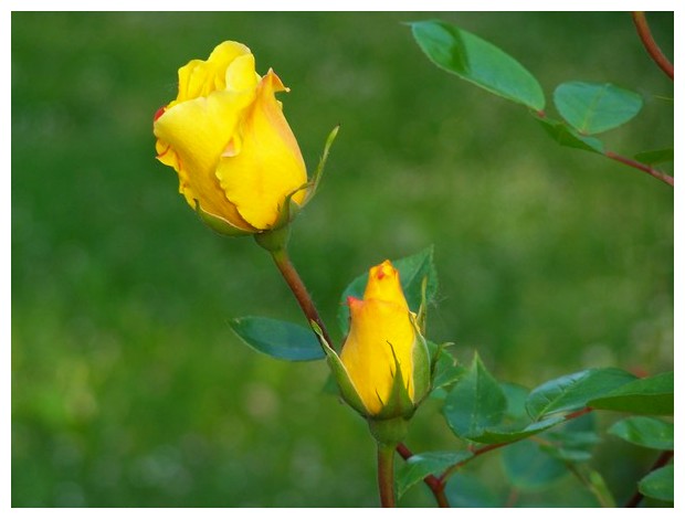 Yellow rose, Bologna, Italy