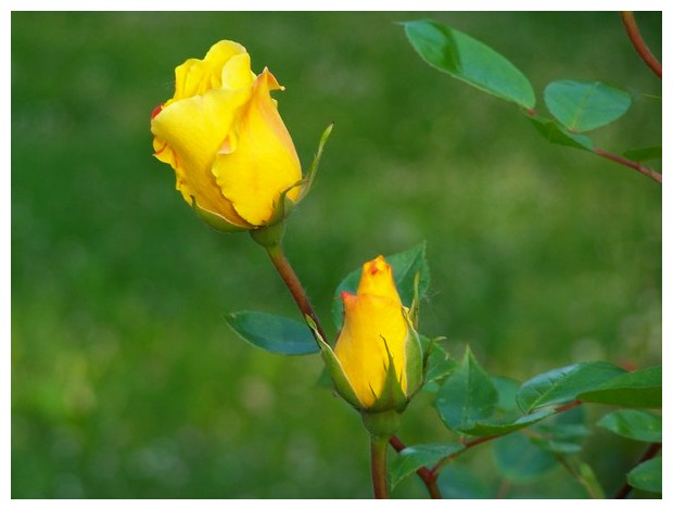 Yellow rose, Bologna, Italy
