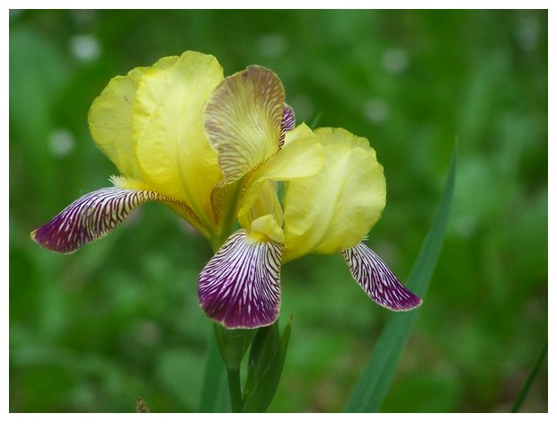 Yellow and purple Iris, Bologna, Italy