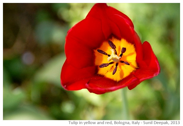 Tulip in yellow and red - images by Sunil Deepak, 2013